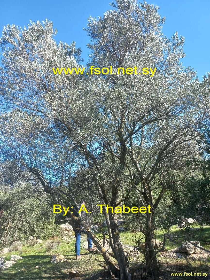 Olea europaea L.